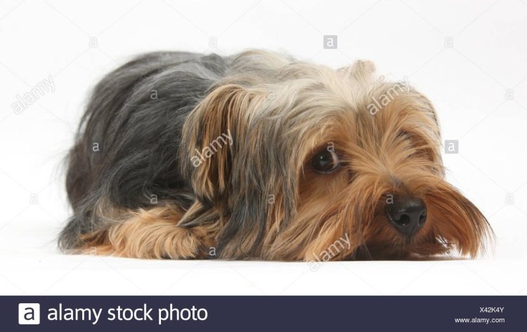 Billy Yorkshire Terrier