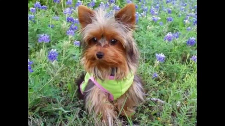 Dwarf Yorkshire Terrier