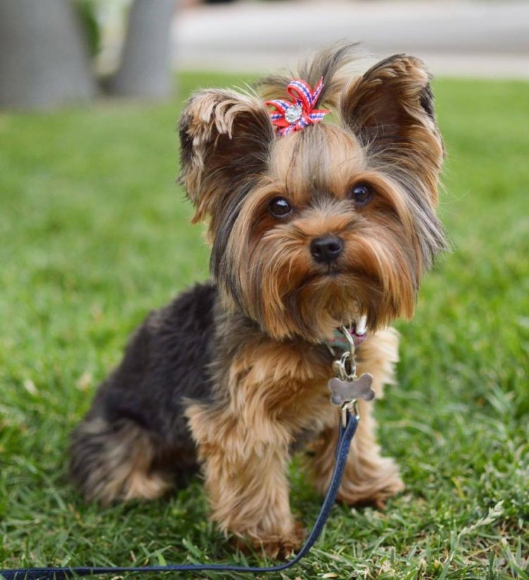 Yorkshire Terrier