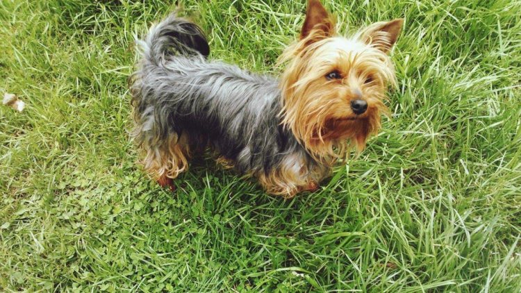 Yorkshire Terrier Laura