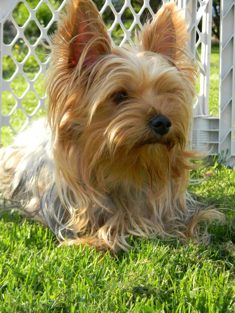 American Yorkshire Terrier