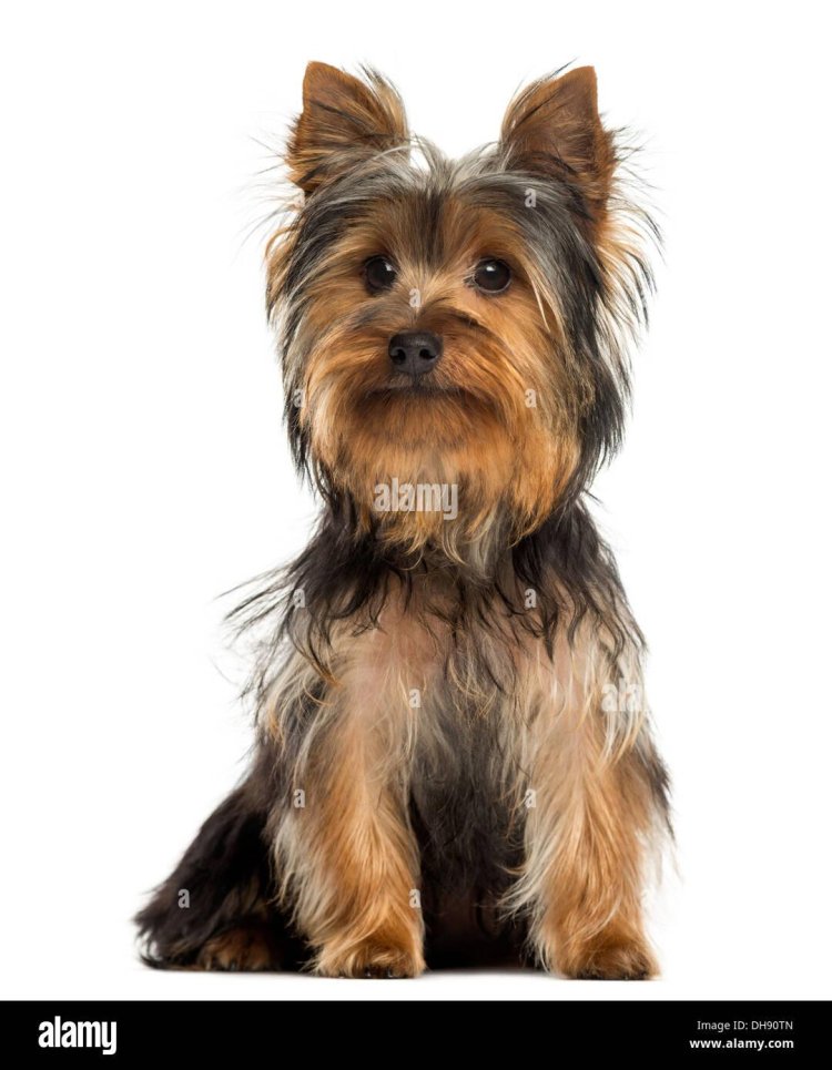 Yorkshire Terrier sits