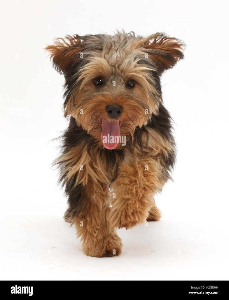 Yorkshire Terrier Pixie