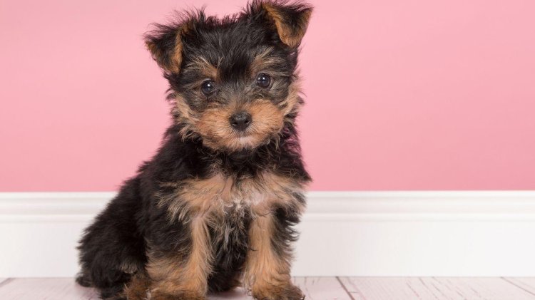 Chocolate Yorkshire Terrier