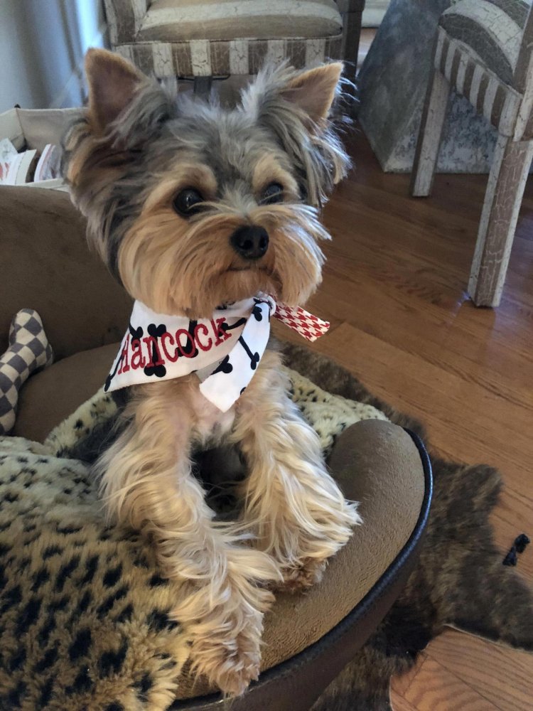 Yorkshire Terrier Pinterest