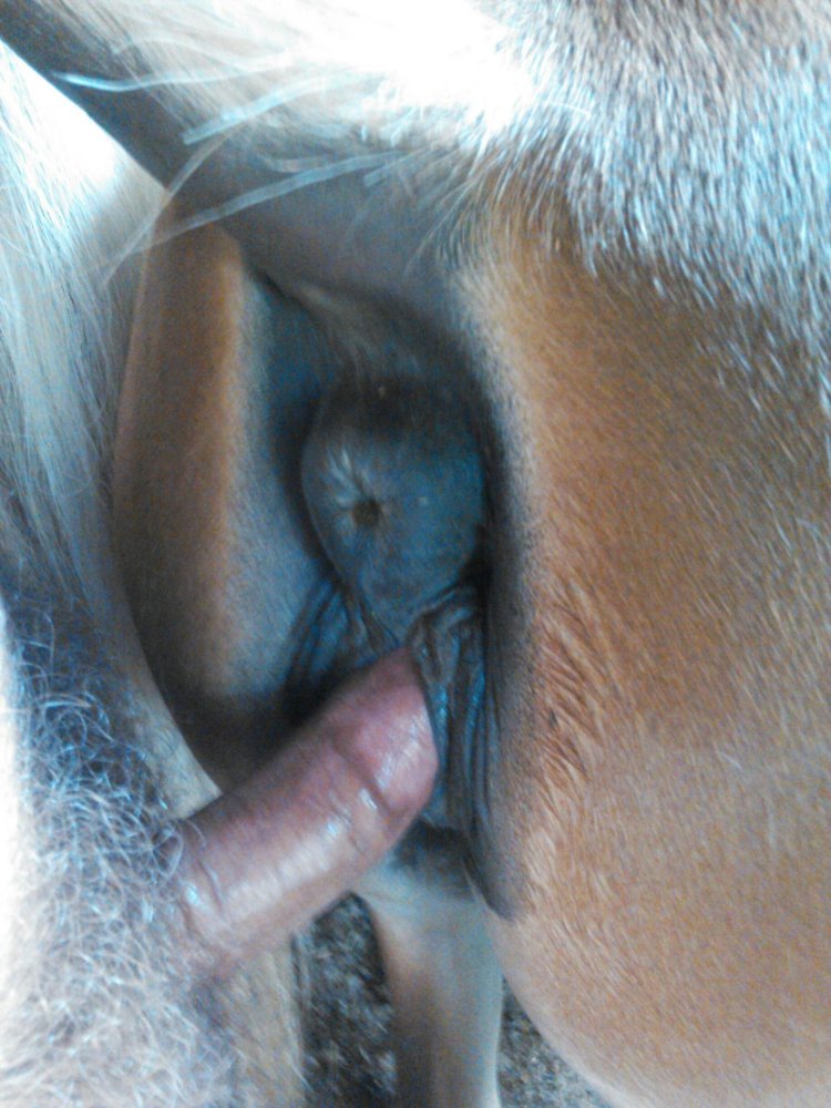 Horses Fucking Close -up