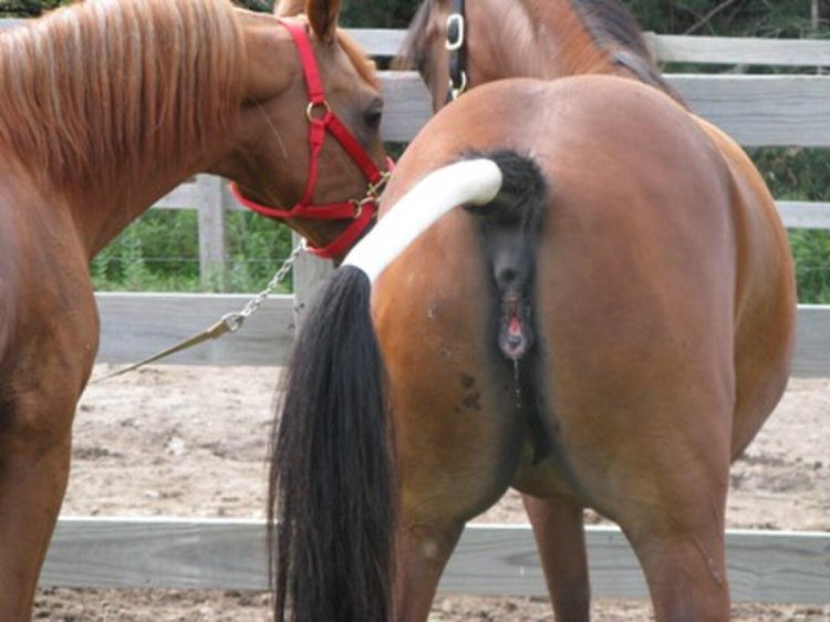 Horse mating