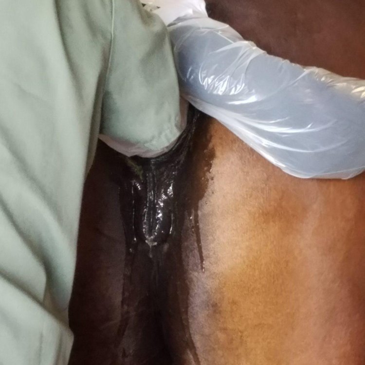 Horse mating close up