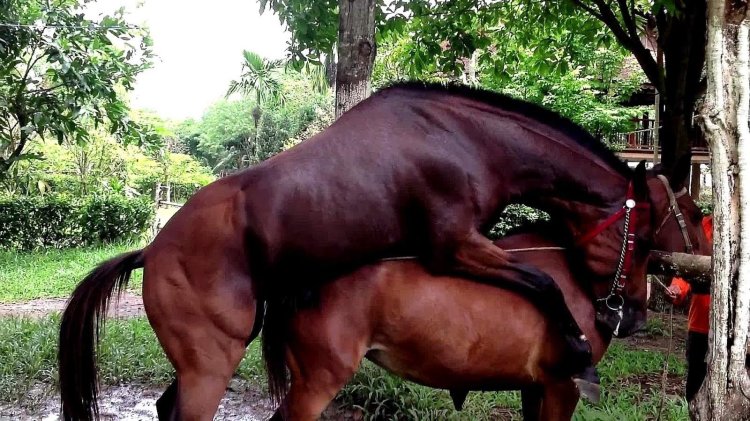 Horse mating