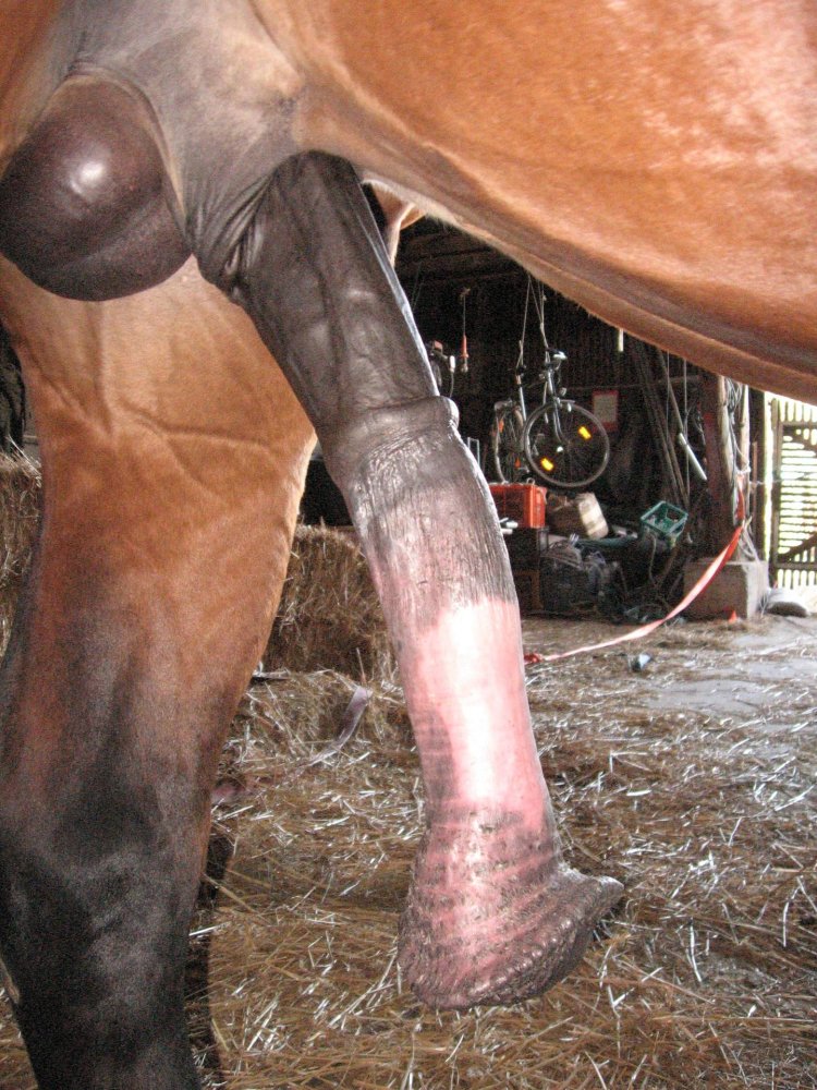Huge horse dick