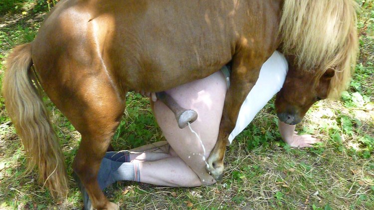 Member of the horse - Pony