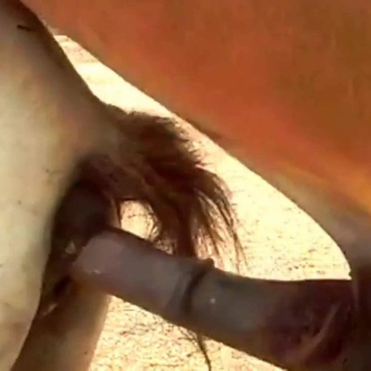 Animal Fisting Horse