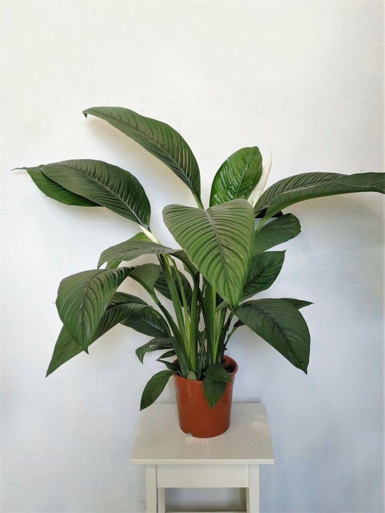 Spathiphyllum Sensation