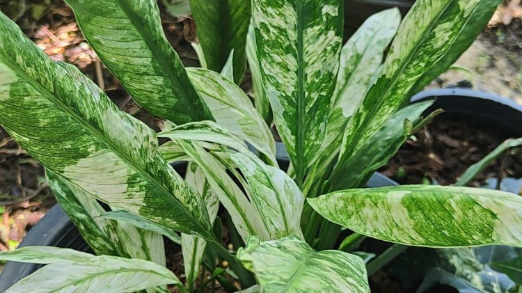 Spathiphyllum Sensation Variegate