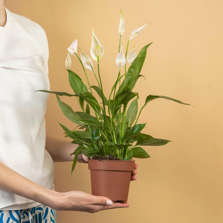 Flower Spathiphyllum Picasso