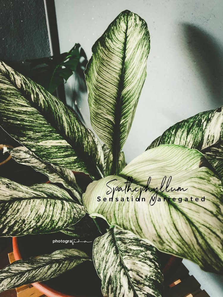 Spathiphyllum Variegate Jamini