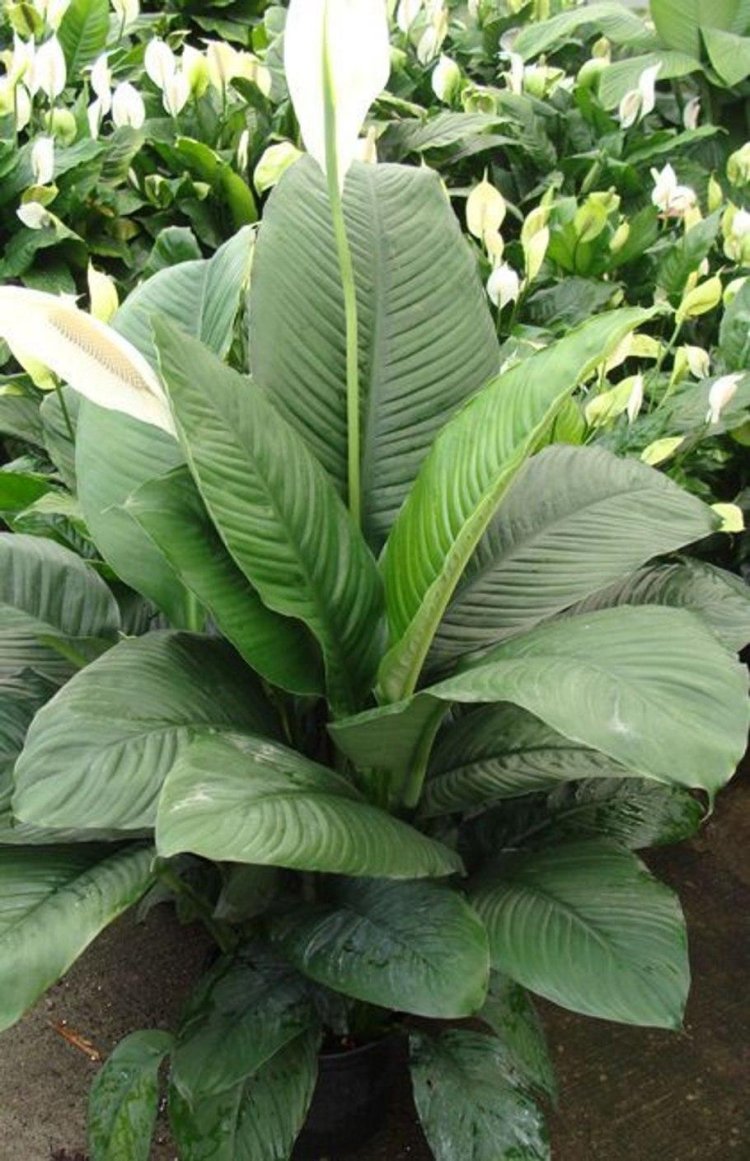 Spathiphyllum Senseishen