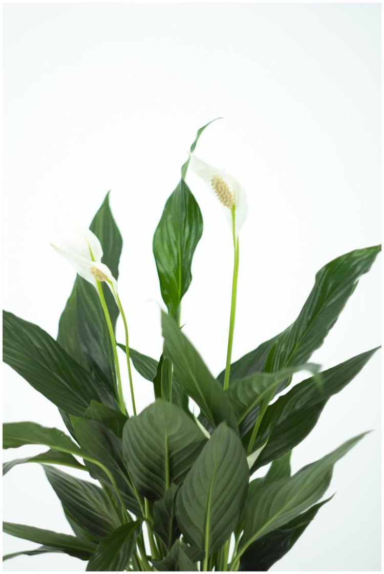 Spathiphyllum Sweet Silvio