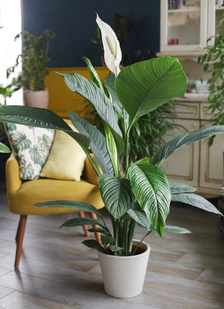 Spathiphyllum Sensation