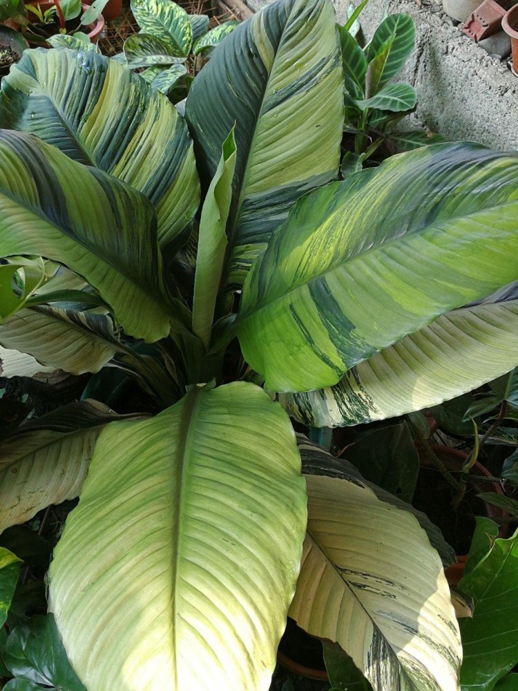 Spathiphyllum Senseishen