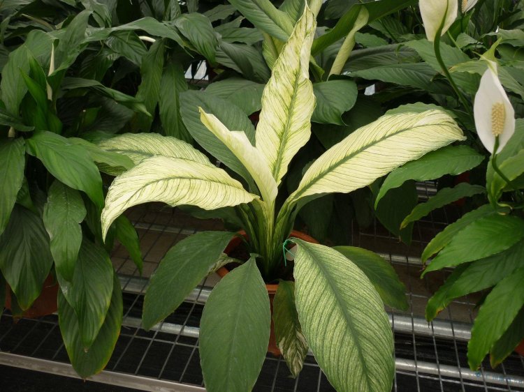Spathipallum Variegatny