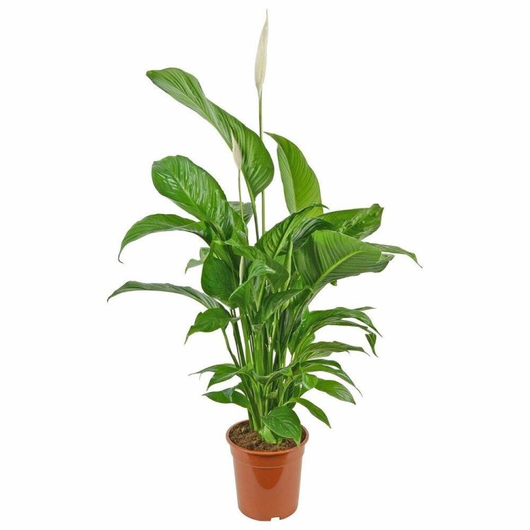 Spathiphyllum Corto