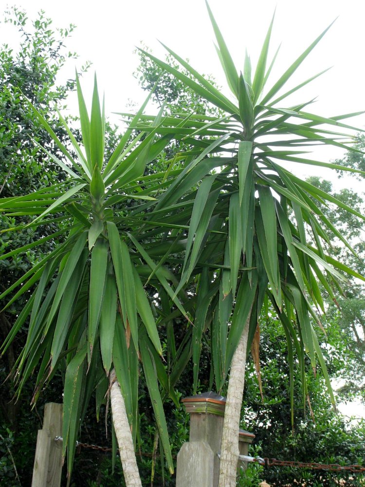 Yucca ElePhantipes