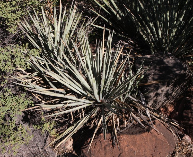 Yucca baccata