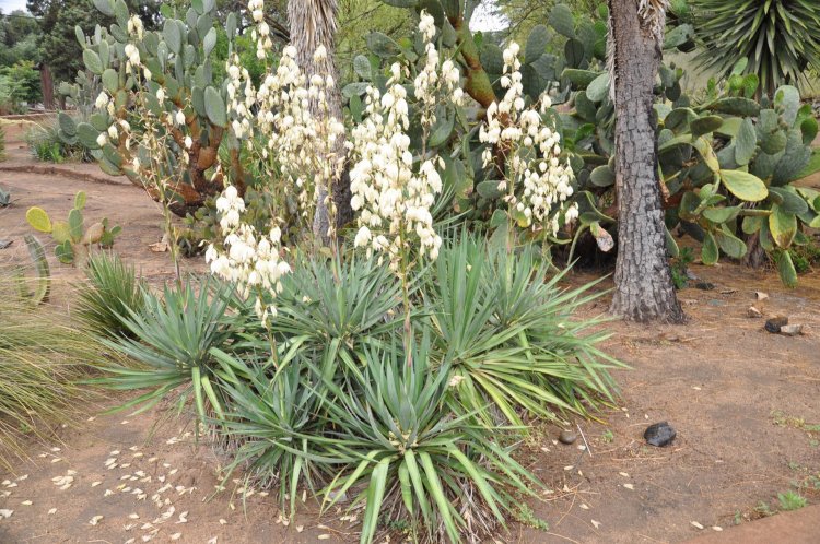 Yucca recurvifolia