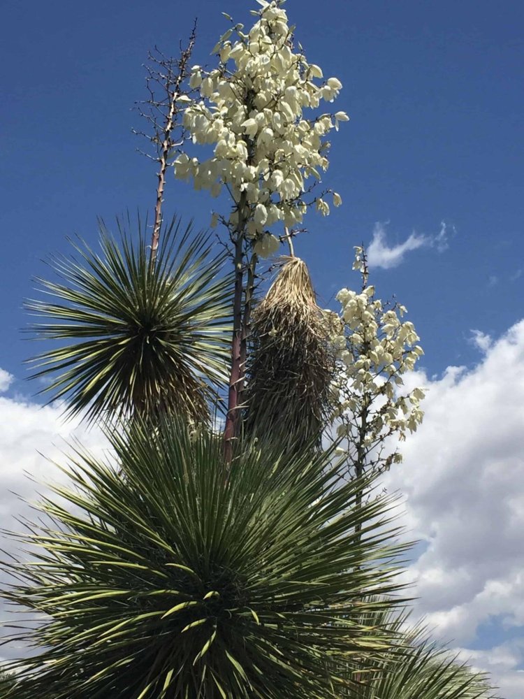 Yucca Plant