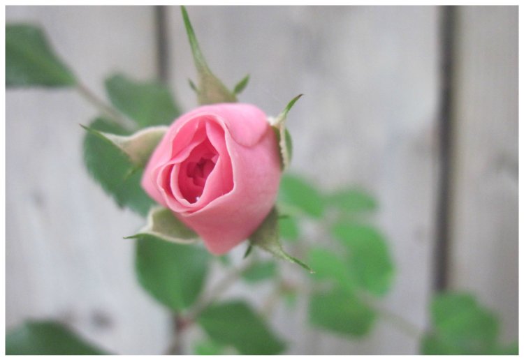 Lily Ermak Lilia Ermak