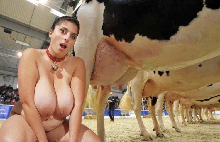 Cow with big tits