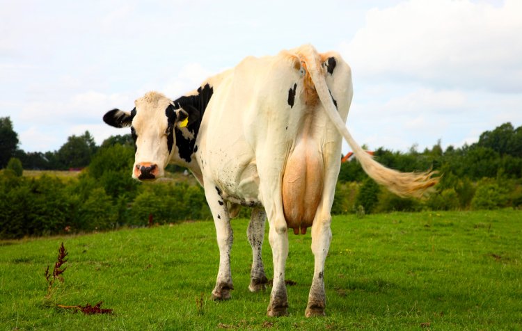 Picture with cow Surrealism