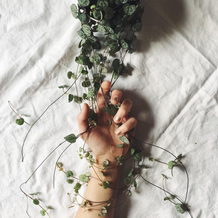 Aesthetics Green Corn