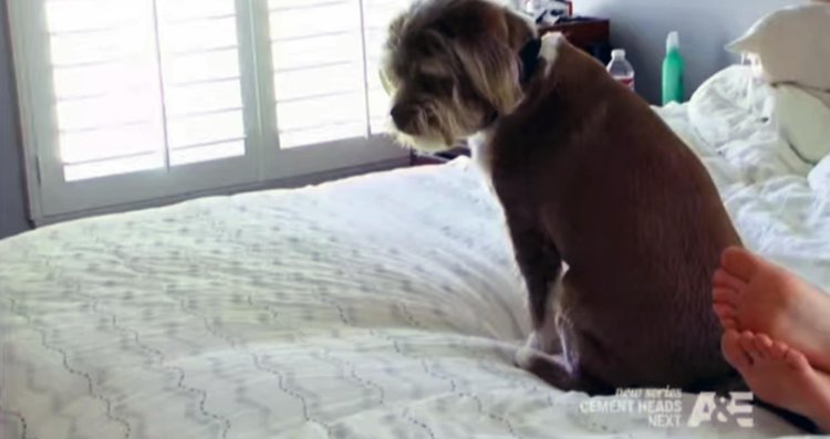 Brandy Passant Stripper?